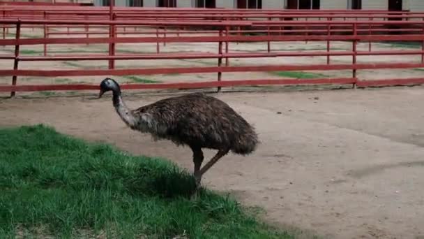 Struts EMU tittar runt på gården. — Stockvideo