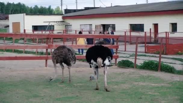 Struisvogel rond te kijken op de boerderij — Stockvideo