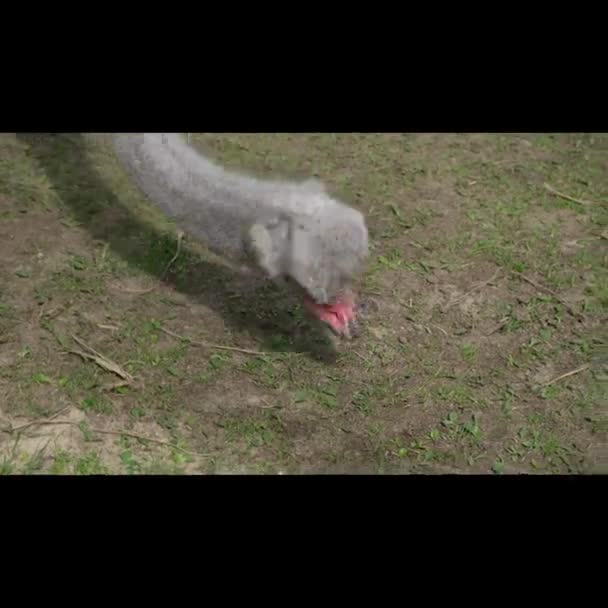 Ostrich eating grass at the farm. — Stock Video