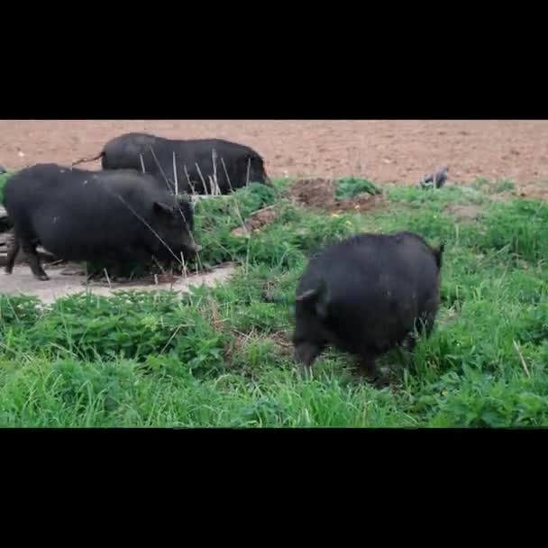 Black pigs grazing on the grass — Stock Video