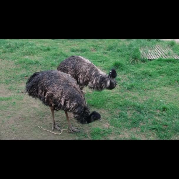 Ostrich EMU rozgląda się na farmie — Wideo stockowe