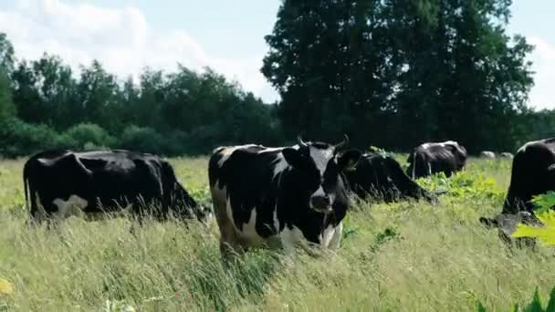 Молочная корова пасётся. Фермерский скот пасутся в поле. Крупный план молочной коровы, поедающей траву в поле . — стоковое видео