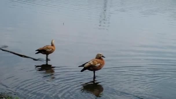 Dos ruddy shelducks nadando en agua del estanque a la luz del día. Dos patos ruddy, tadorna ferruginea, o pato Brahminy, patos marrones naranja nadan en un lago — Vídeos de Stock