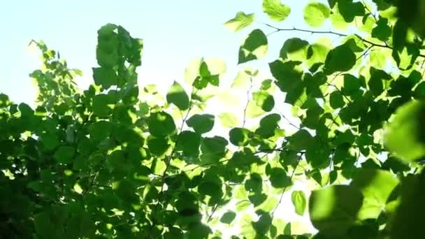 Zielone drzewa przeciwko błękitne niebo i Shining Sun. wakacje Nature Concept. Lato na zewnątrz — Wideo stockowe
