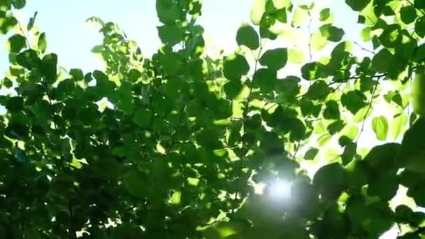 Green Trees Against Blue Sky and Shining Sun. Vacation Nature Concept. Summer outdoors — Stock Video