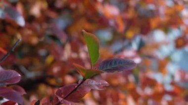 Sonbahar Parkı'nda bir ağacın üzerinde sallanan Sonbahar Yaprakları. Sonbahar. Sonbahar renkli park. Güneş parlaması.