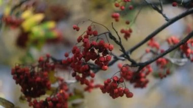 Ashberry ve Güz Yaprakları Sonbahar Parkı 'ndaki bir ağaçta sallanıyor. Sonbahar renkli parklar. Güneş parlaması.