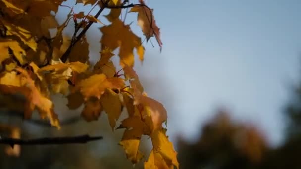 가을 공원의 나무에 흔들리는 단풍. 가. 가을 다채로운 공원입니다. 태양 플레어. — 비디오