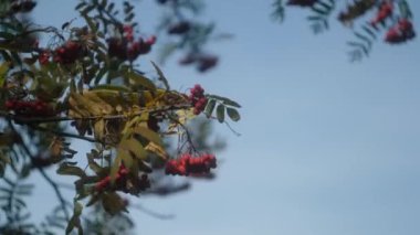 Ashberry ve Güz Yaprakları Sonbahar Parkı 'ndaki bir ağaçta sallanıyor. Sonbahar renkli parklar. Güneş parlaması.