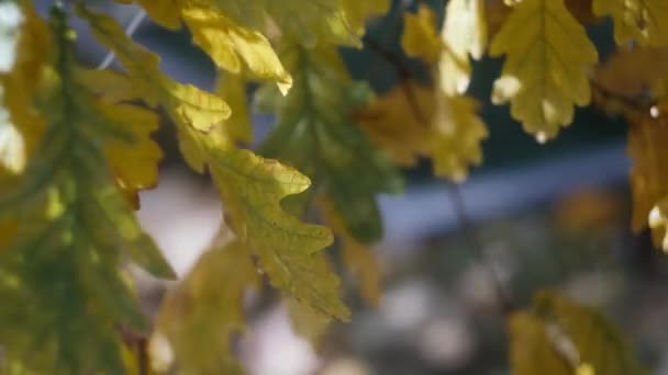 Φθινοπωρινά φύλλα που στριφοφεύγουν σε ένα δέντρο στο πάρκο. Πτώση. Φθινόπωρο πολύχρωμο πάρκο. Ηλιακή φωτοβολίδα. — Αρχείο Βίντεο