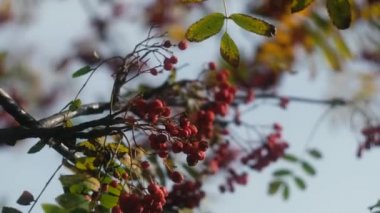 Ashberry ve Güz Yaprakları Sonbahar Parkı 'ndaki bir ağaçta sallanıyor. Sonbahar renkli parklar. Güneş parlaması.