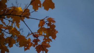 Sonbahar Parkı'nda bir ağacın üzerinde sallanan Sonbahar Yaprakları. Sonbahar. Sonbahar renkli park. Güneş parlaması.