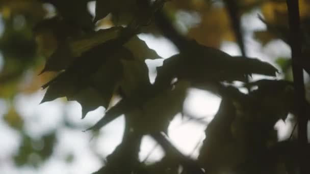 가을 단풍나무는 주행성의 공원에 있는 나무 위에 떠 있습니다. 떨어지다. 화려 한 가을 공원. 태양 플레어. — 비디오