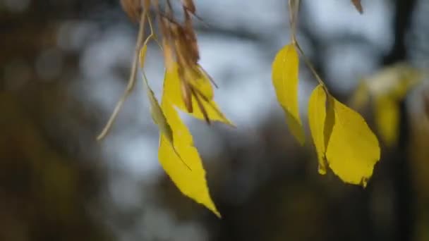 Herfst bladeren slingeren op een boom in het herfst Park. Vallen. Herfst kleurrijke Park. Zon flare. — Stockvideo