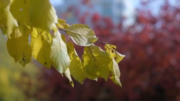 가을 공원의 나무에 흔들리는 단풍. 가. 가을 다채로운 공원입니다. 태양 플레어. — 비디오