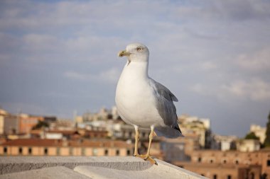Yetişkin bir martı ya da martı çatıda duruyor, Roma caddeleri arka planda.