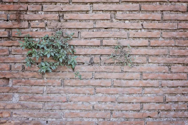 빈티지 석조 벽 구조, 자연적 인 무늬의 배경 — 스톡 사진