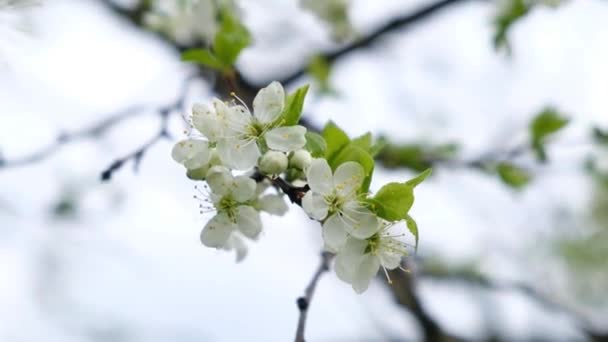 Beautiful Plum flower blossom in spring, close up — Stock Video