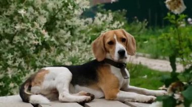 Şirin, akıllı, güzel, dışarıda uzanan köpek yavrusu.