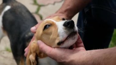 Yaşlı bir adam tarafından okşanan bir av köpeğinin yakın portresi. El ve köpek manzarası..