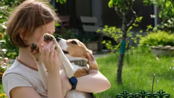 Vrouw spelen met schattige hond beagle, zomer buiten — Stockvideo