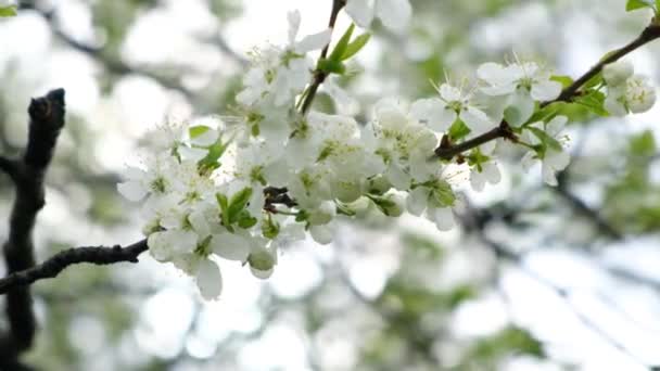Beautiful Plum flower blossom in spring, close up — Stock Video
