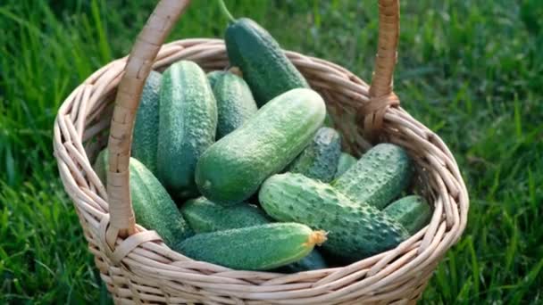 Farmář dává čerstvé organické okurky do košíku, zblízka — Stock video