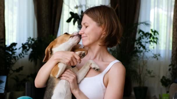 Χαριτωμένο σκυλί beagle διαρροή και παίζει με τη γυναίκα, κατοικίδιο ζώο αγάπη και ιδιοκτήτη — Αρχείο Βίντεο