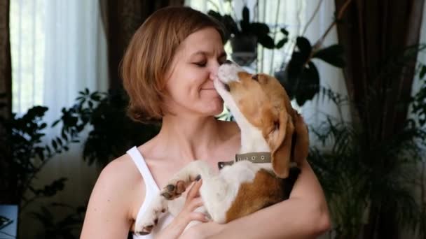 Cute cão beagle vazamento e brincando com a mulher, amor animal de estimação e proprietário — Vídeo de Stock