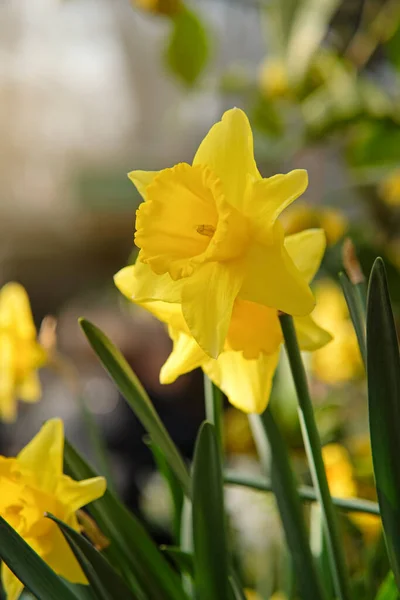 Gelber Narziss. Erste Frühlingsblumenblüte aus nächster Nähe — Stockfoto