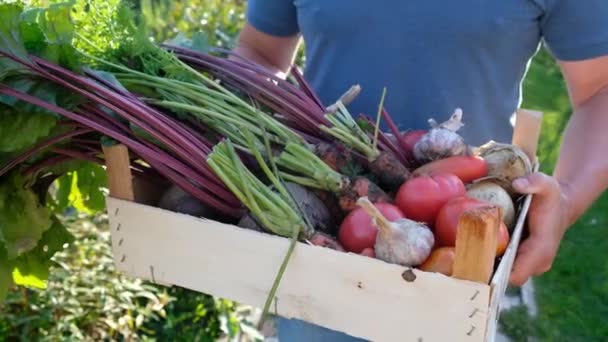 Młody rolnik trzyma drewniane pudełko ze świeżymi organicznymi warzywami, zbiory. Zamknij się. — Wideo stockowe