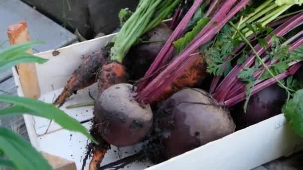 Rolnik wkłada świeże organiczne warzywa do drewnianego pudełka, zbiera plony. Zamknij się. — Wideo stockowe