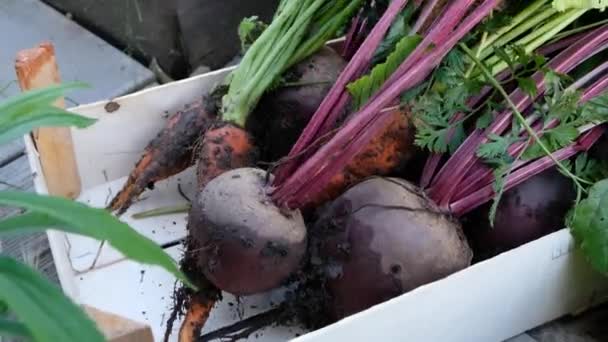 Farmer putting fresh organic vegetables in a wooden box, harvest. Close up — Stock Video