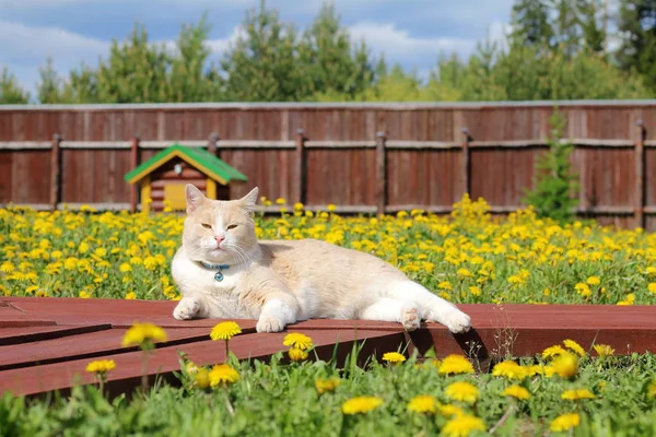 Czerwony Kot Tle Żółte Kwiaty Ogrodzie — Zdjęcie stockowe