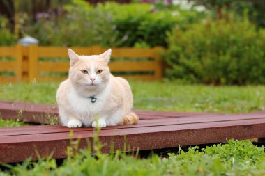 Çiçek yatak arka bahçedeki ahşap yola oturan kırmızı kedi.