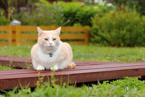 Çiçek yatak arka bahçedeki ahşap yola oturan kırmızı kedi.