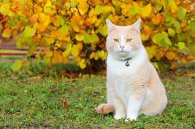 Sonbahar bush arka bahçesinde oturan kırmızı kedi.