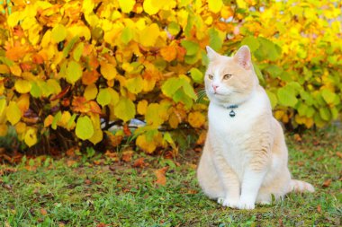 Sonbahar bush arka bahçesinde oturan kırmızı kedi.