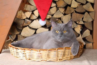 Gri kedi bir hasır sepet yakacak odun yığınını arka plan üzerinde oturan.