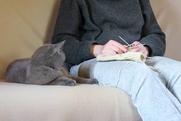Женщина Вязала Носок Рядом Лежащей Кошкой Диване — стоковое фото