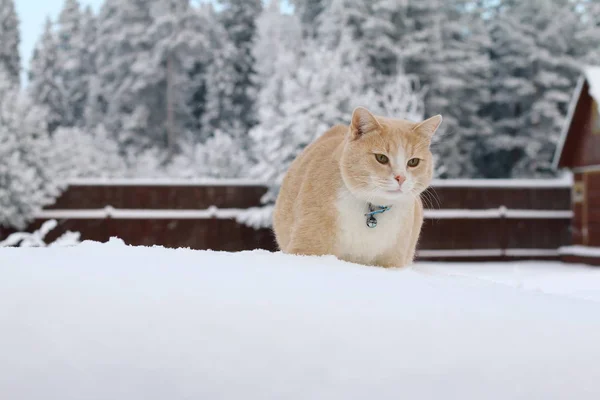 Karda Yürüme Kış Orman Arka Plan Üzerinde Kırmızı Kedi — Stok fotoğraf