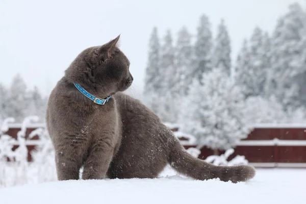 Серый Кот Ходит Снегу Фоне Зимнего Леса — стоковое фото
