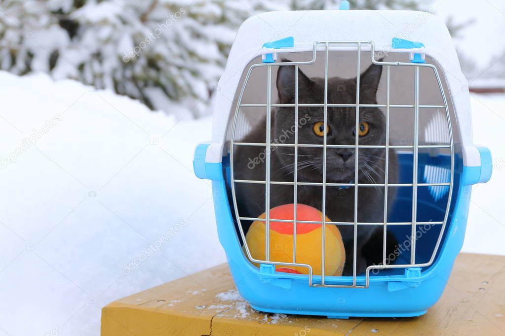 Scottish shorthair cat sits in the carrying container outdoors.