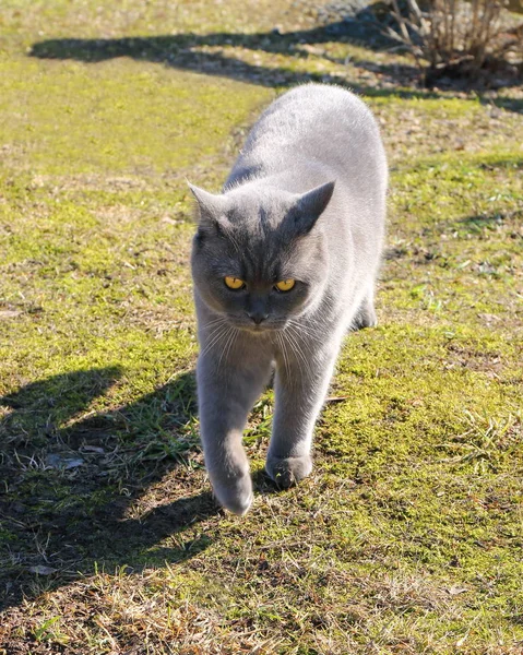 Gray cat plays and walks in the countryside.