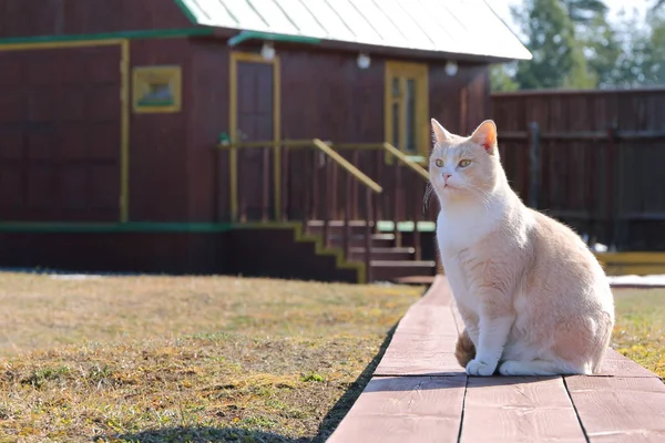 一个成年姜猫在木屋背景的肖像 — 图库照片