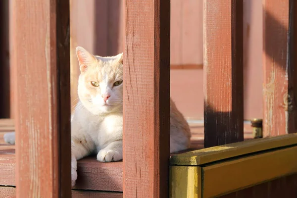 Retrato Gato Gengibre Adulto Contra Fundo Uma Casa Madeira — Fotografia de Stock