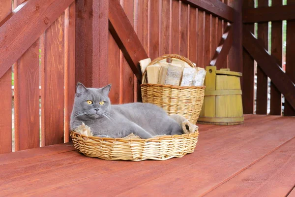 Retrato Gato Cinza Deitado Uma Cesta Vime Fundo Madeira Vermelho — Fotografia de Stock