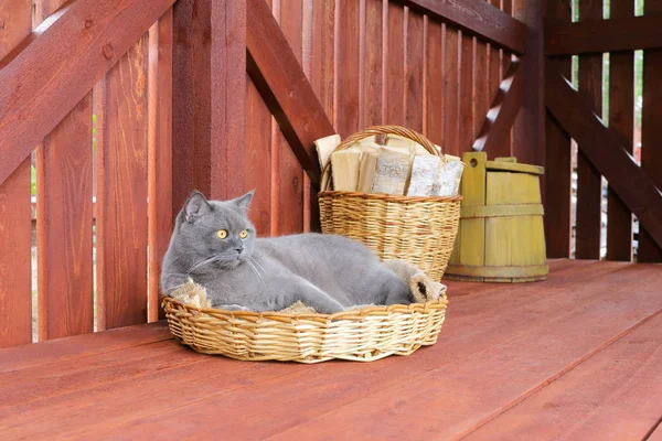 Retrato Gato Cinza Deitado Uma Cesta Vime Fundo Madeira Vermelho — Fotografia de Stock