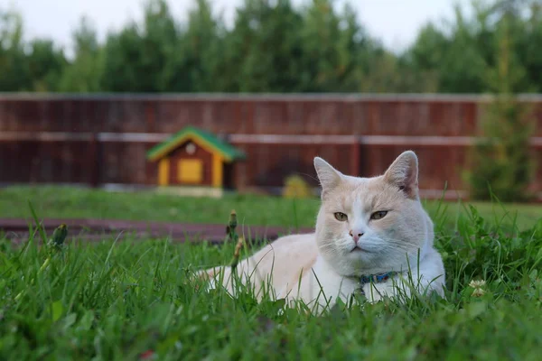 Adult Katt Vilar Grön Äng Mot Liten Timmerkoja Pose — Stockfoto