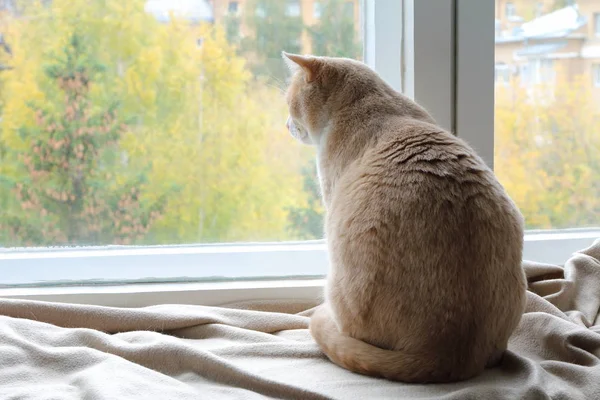 풍경에 밖으로 보이는 고양이 — 스톡 사진